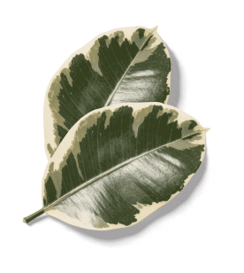 leaf left img